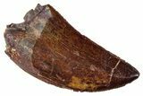 Serrated, Carcharodontosaurus Tooth - Real Dinosaur Tooth #267742-1